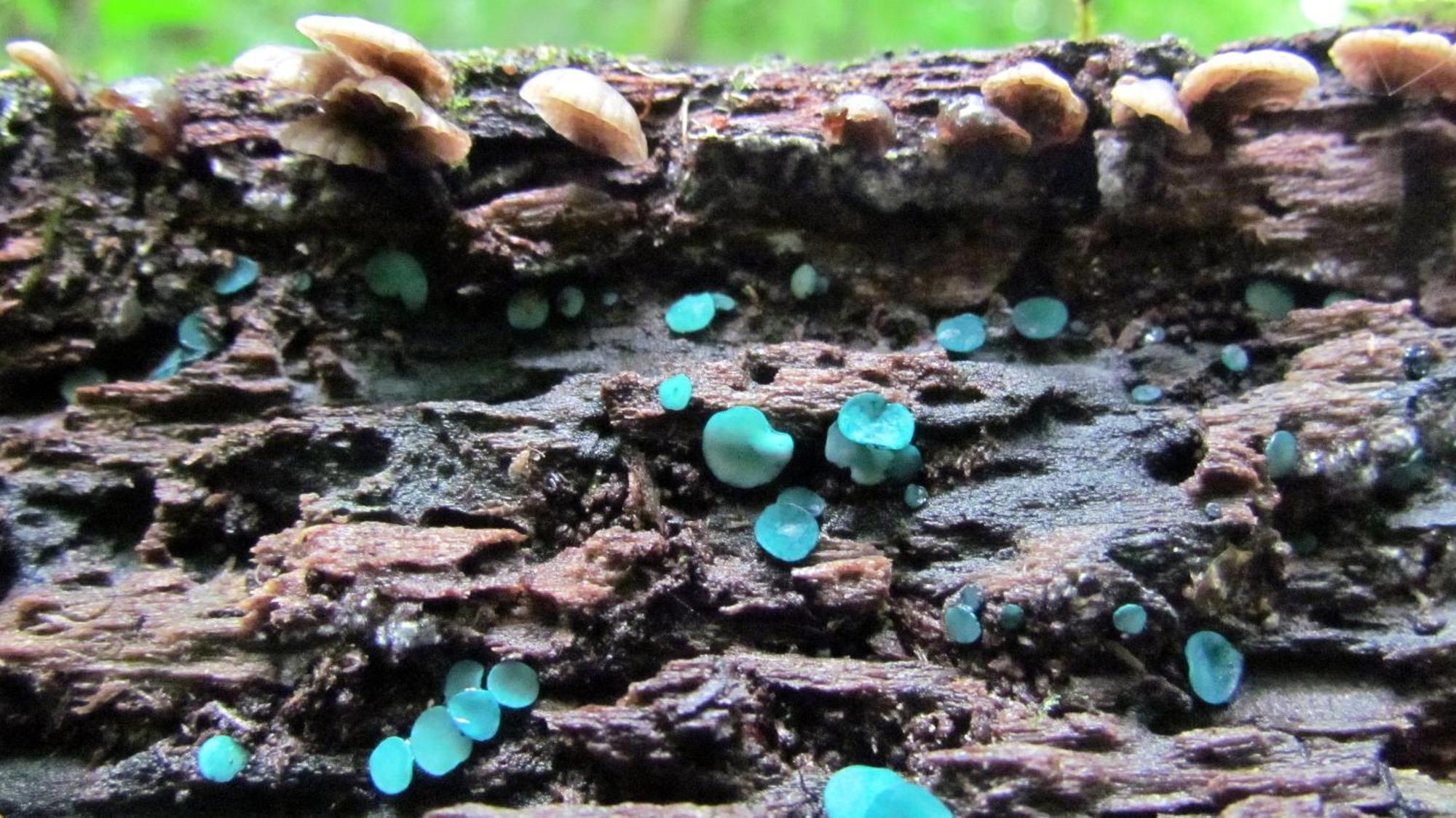 Santuario Ecologico Monteverde Bagian luar foto
