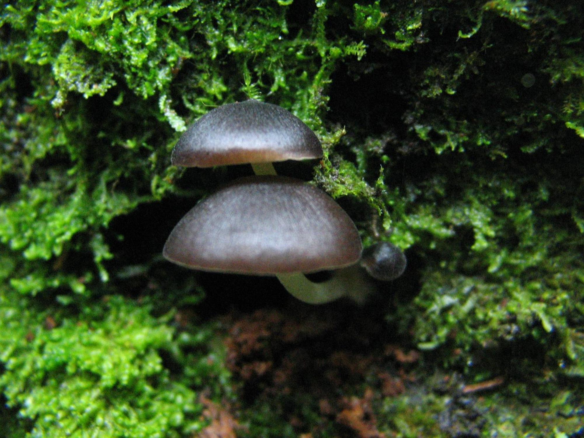 Santuario Ecologico Monteverde Bagian luar foto